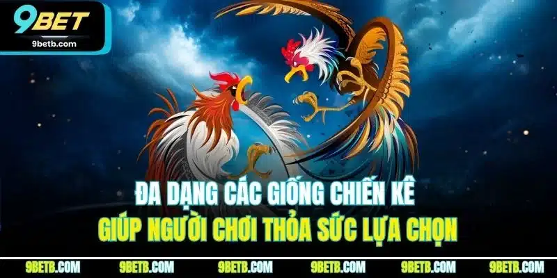 Đá Gà Thái Lan - Trải Nghiệm Cược Đầy Kịch Tính Tại 9BET 3 Đa dạng các giống chiến kê giúp người chơi thỏa sức lựa chọn
