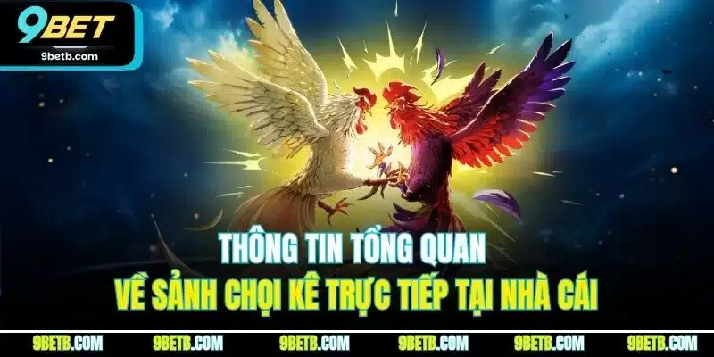 Thông tin tổng quan về sảnh chọi kê trực tiếp tại nhà cái